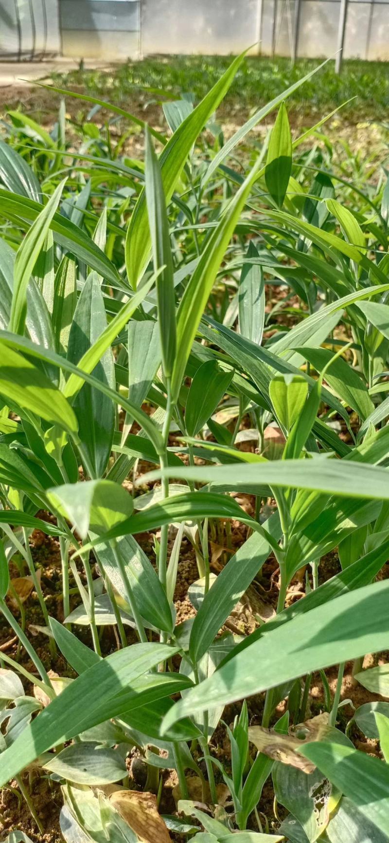 陜西秦嶺黃精種苗 天然藥庫的綠色瑰寶與產業基石