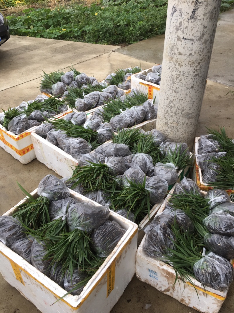 陜西漢中漢臺區白芨種苗批發詳情與種植前景分析